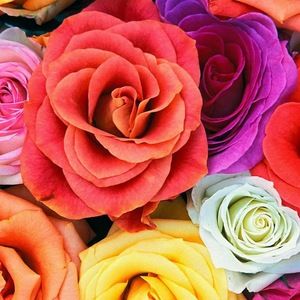 Meet your Posher, Rose